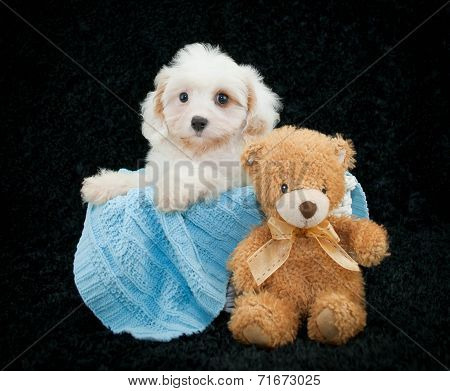 Cavachon Puppy