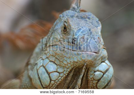Leguan