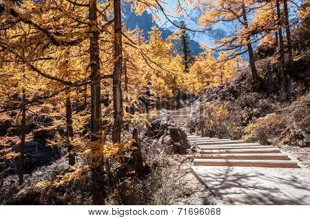 Wooden way in colorful autumn forest
