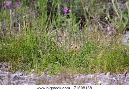 Hiding ground squarrel
