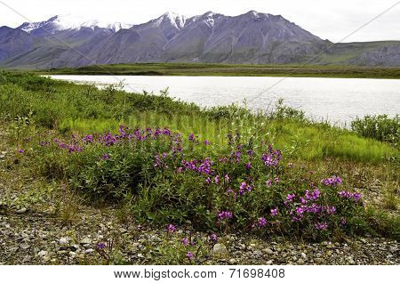 Wild flowers in Alaska