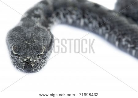 Viper snake baby, Vipera latastei