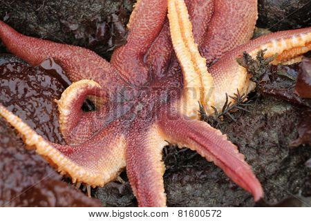 Orange Sun Star - Solaster stimpsoni