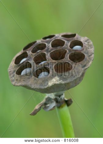lilly_Pod