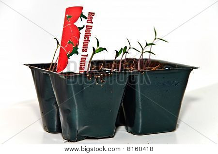 Novas plantas de tomate