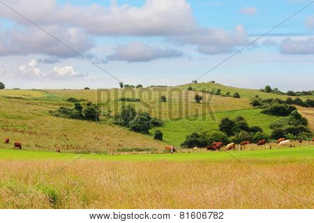 Cattle Grazing On Farmland