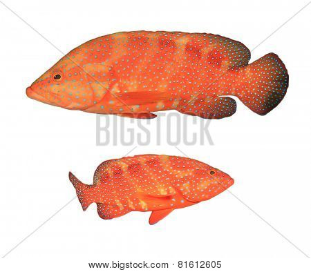 Red Coral Grouper (Hind) fish isolated on white background