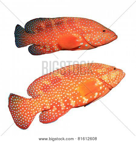 Red Coral Grouper (Hind) fish isolated on white background