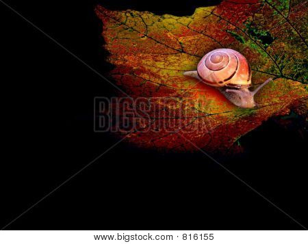 Caracol