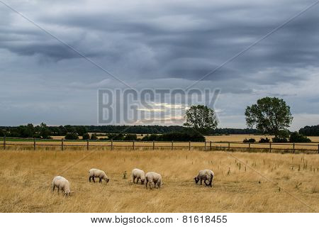 Lambs