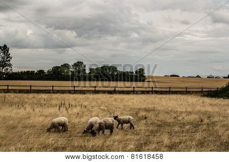 Lambs