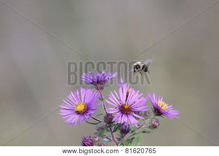 Bumble Bee Pollinating Wild Flowers