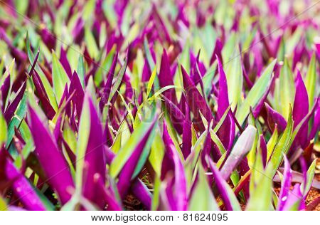 Tradescantia Spathacea