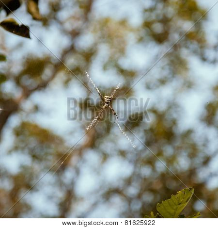 Spider (silver argiope)