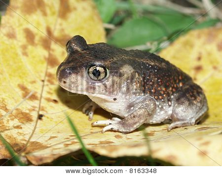 Varaldii (Scaphiopus holbrookii)