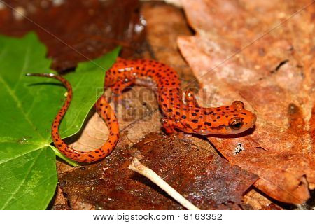 Cave Salamander (Långsvansad lucifuga)