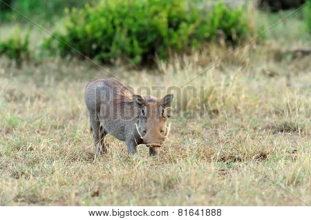 Warthog