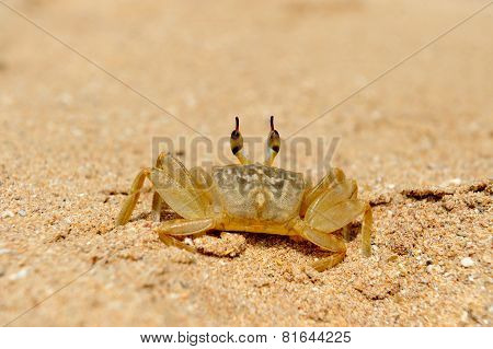 Marine Crab On Beach