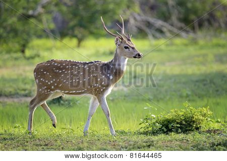 Wild Spotted Deer
