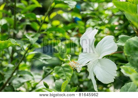 Hibiscus White