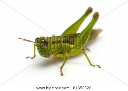 Grasshopper in front
