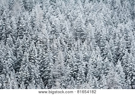 Winter scenery