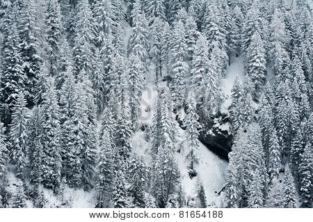 Winter scenery