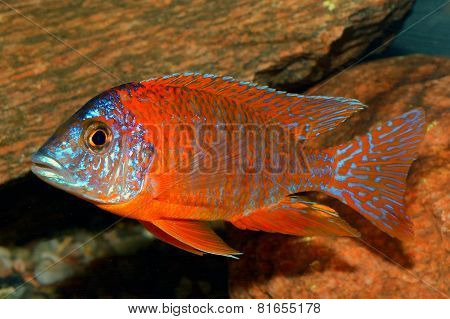 Aulonocara Fish