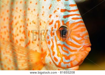 Discus Fish Portrait