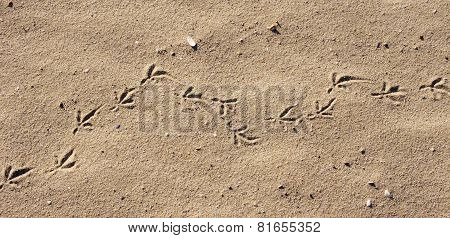 Birds Footprints  On Sand Beach