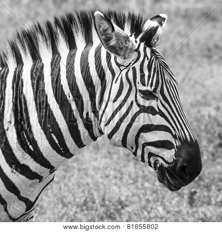 Zebra In National Park. Africa, Kenya