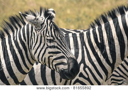 Zebra In National Park. Africa, Kenya