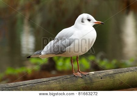 Bird av