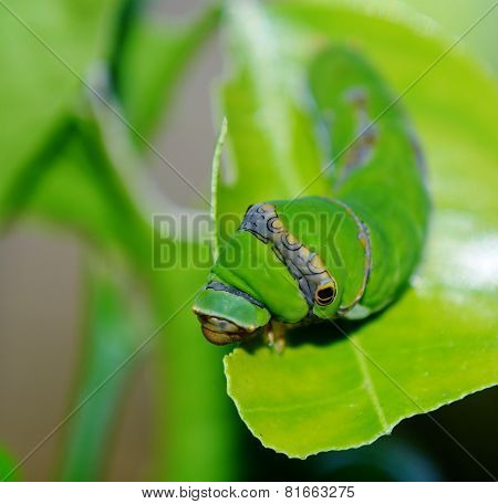 King Page Swallowtail  Caterpillar