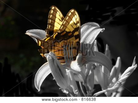 Farfalla 