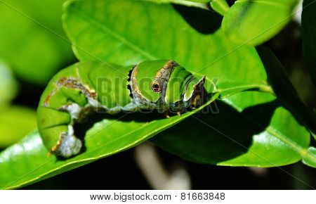 King Page Swallowtail  Caterpillar