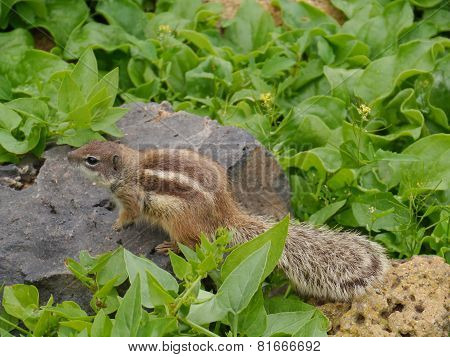 Barbary ground squirrel