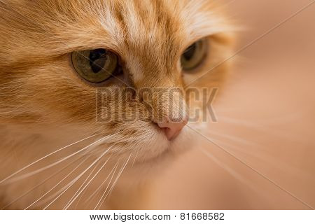 Red cat in macro