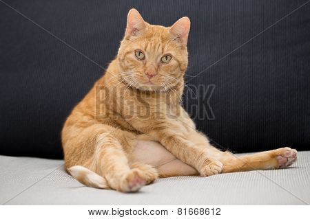 Red cat grooming