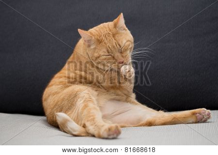 Red cat