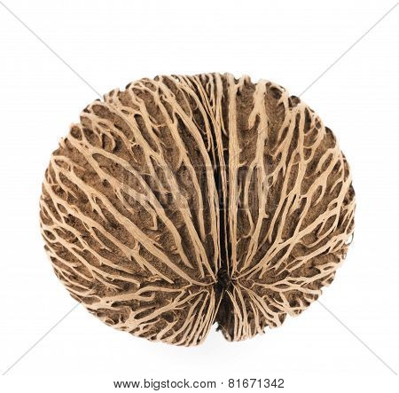 Cerbera Dry Fruit On White Background