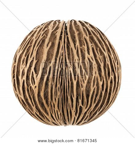 Cerbera Dry Fruit On White Background