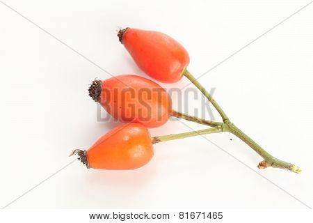Dogrose