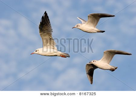 Latająca mewa pospolita (larus Canus)