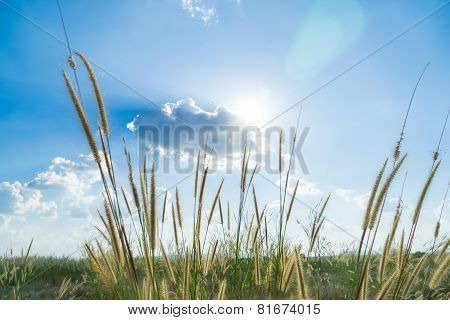 Lemma Grass That Light Of Sun Shining Behind With Bright Blue Sky