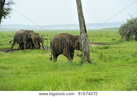 Elephant