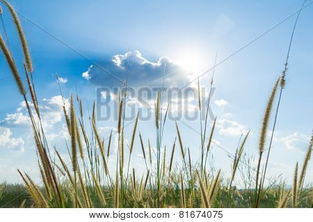 Lemma Grass That Light Of Sun Shining Behind With Bright Blue Sky