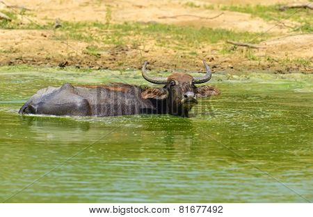 Buffalo