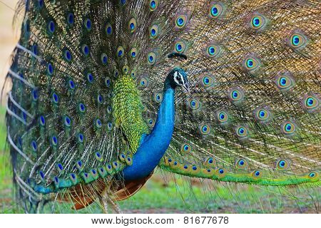 Peacock