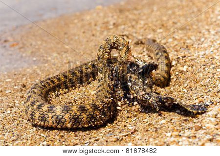Water Snake
